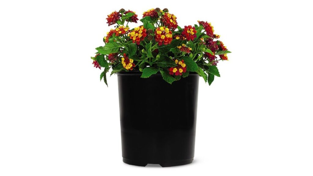 Altman specialty lantana