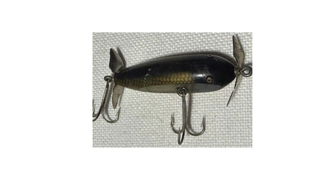 Creek Chub Injured Minnow