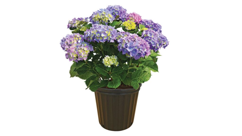 Hydrangea