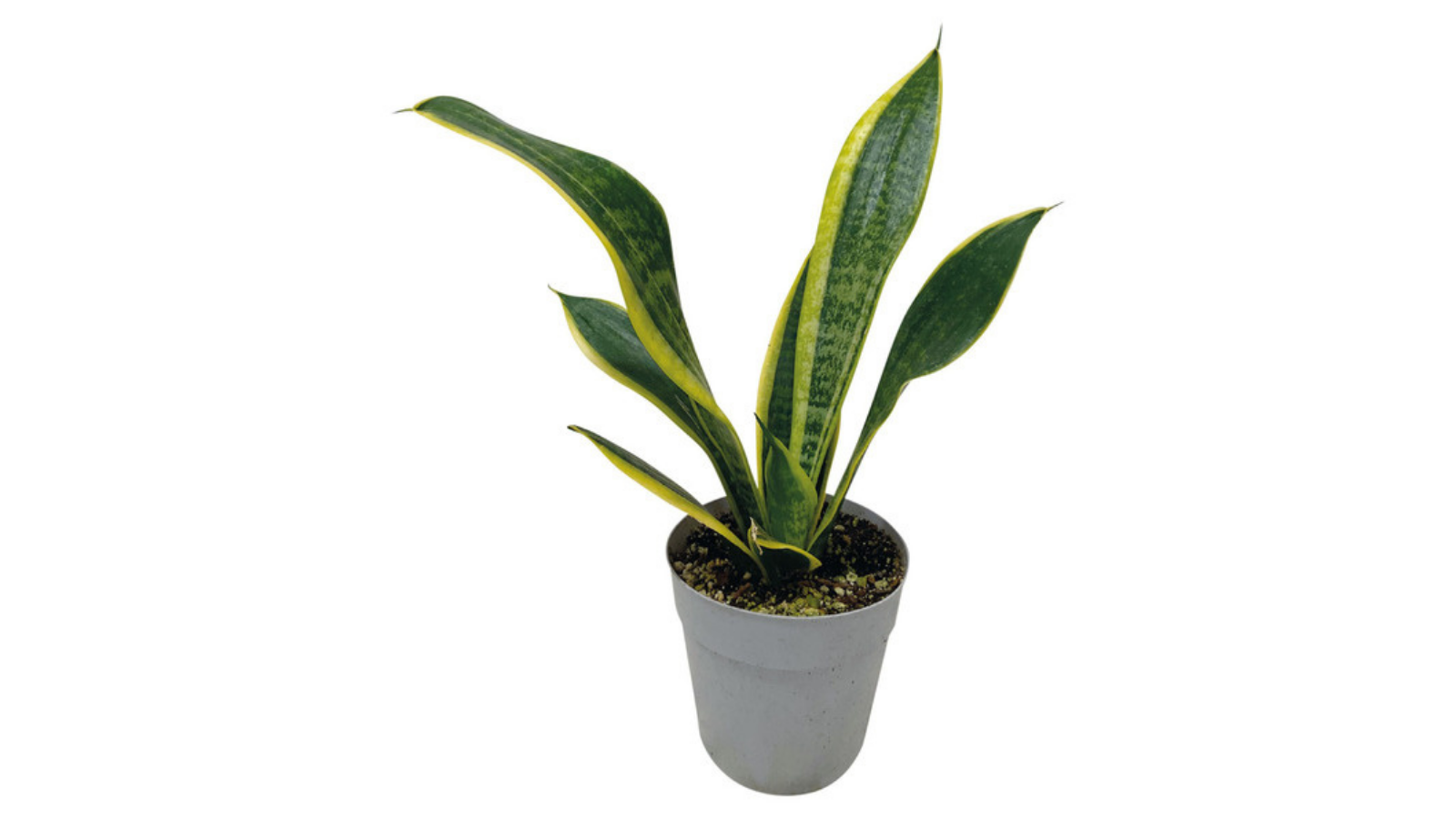 Snake plant in a gray pot