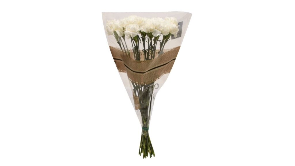 carnations