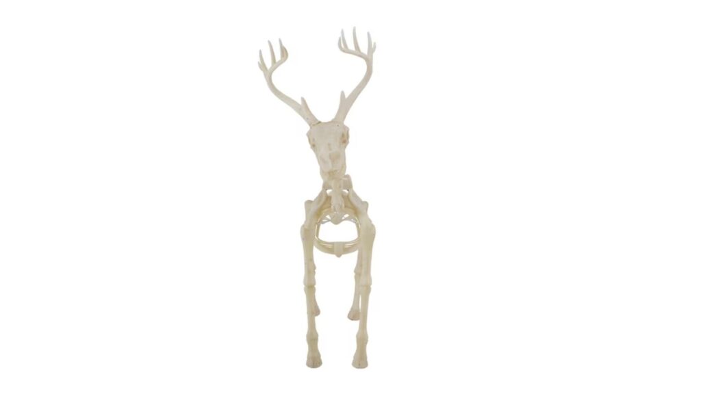 deer skeleton