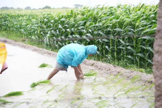 farmer in wet weather