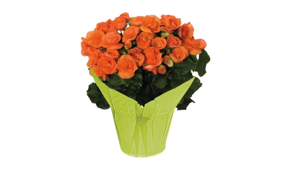 flower in pot