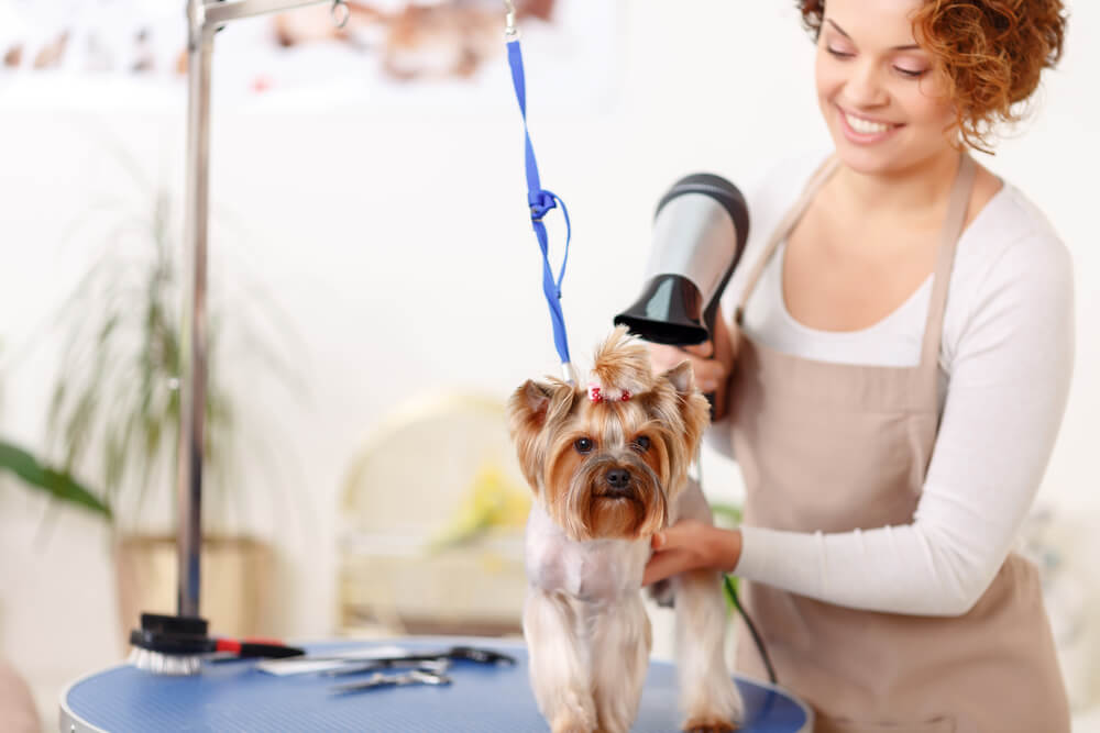 Learn how to become a dog groomer in 2024.