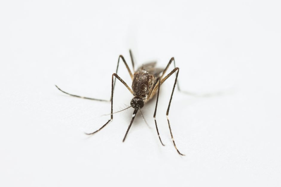 Learn how landscaping, standing water, and yard maintenance can attract pests to your home, plus practical ways to reduce unwanted insects and rodents.