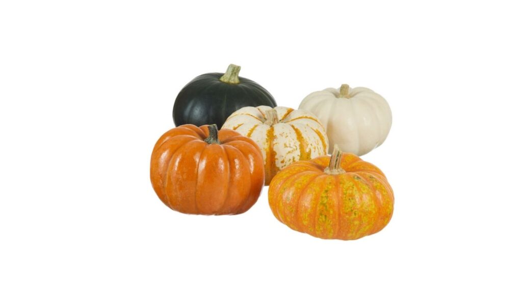mini pumpkins