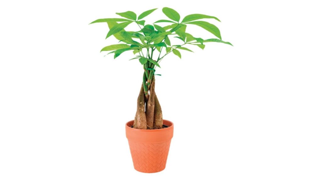 money tree