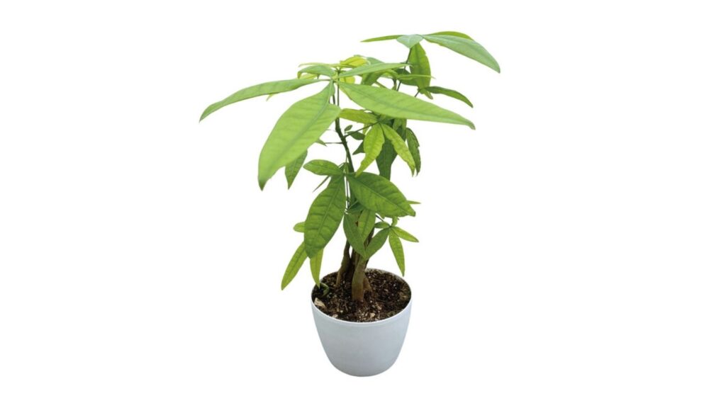 money tree