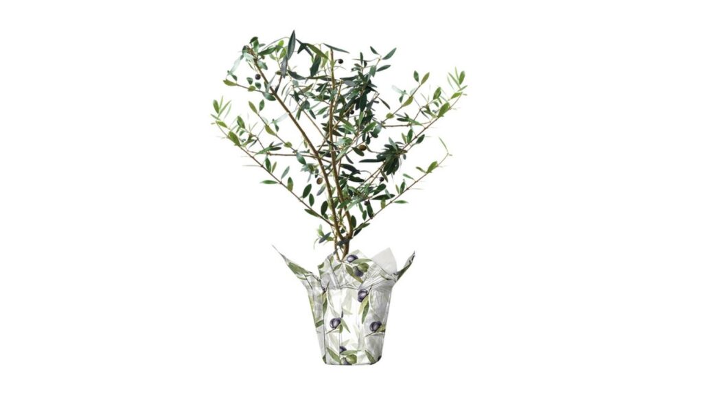 olive tree
