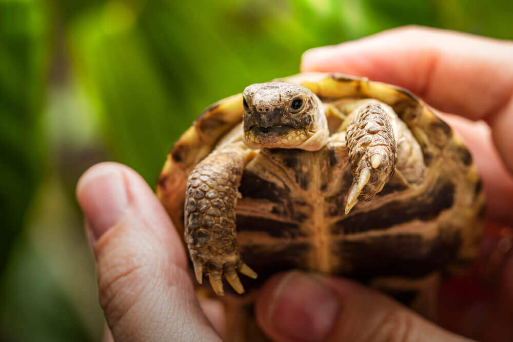 Turtles are one of the best pets for kids.