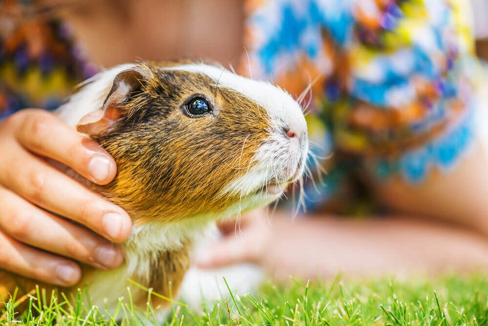 Guinea pigs are one of the best pets for kids.