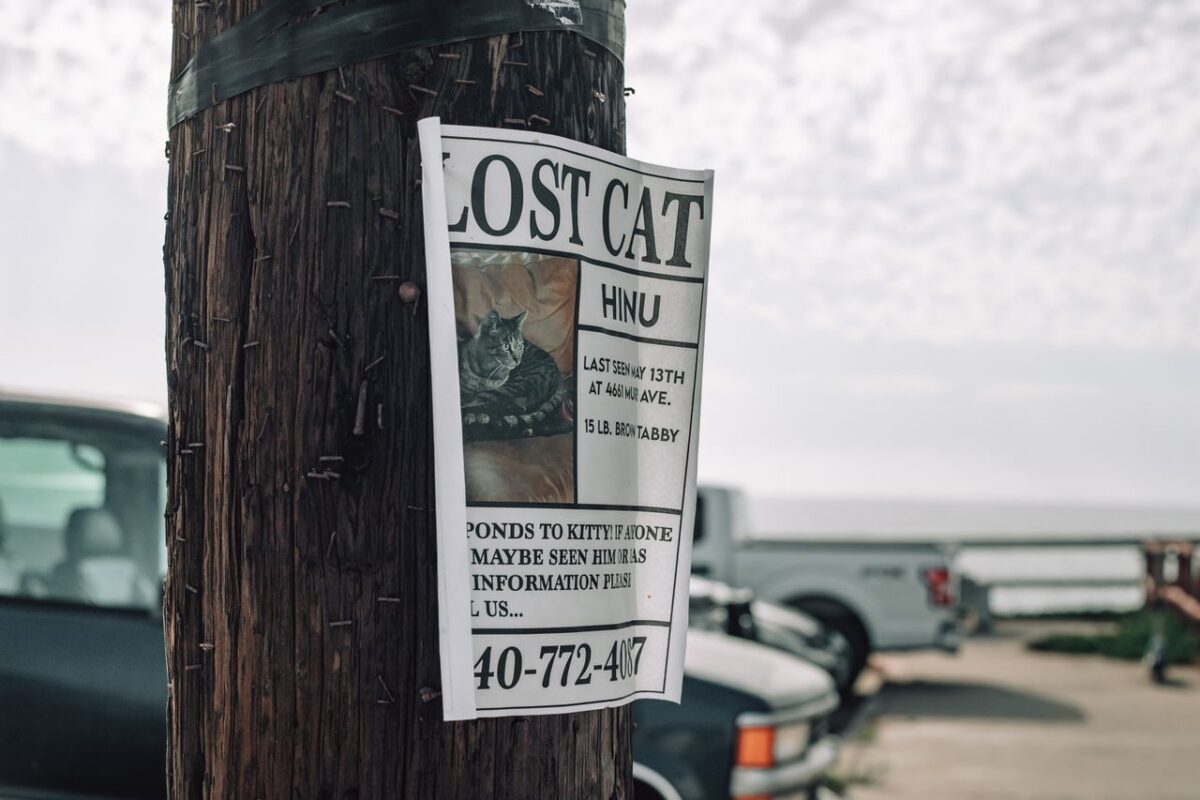 Learn how flyers, travel, and time off work can add up while you search for your lost dog.