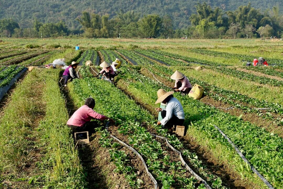 A group of people working in a field
