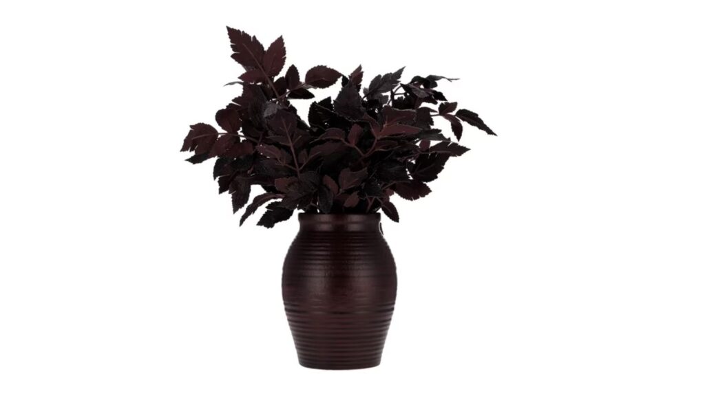 plum foliage