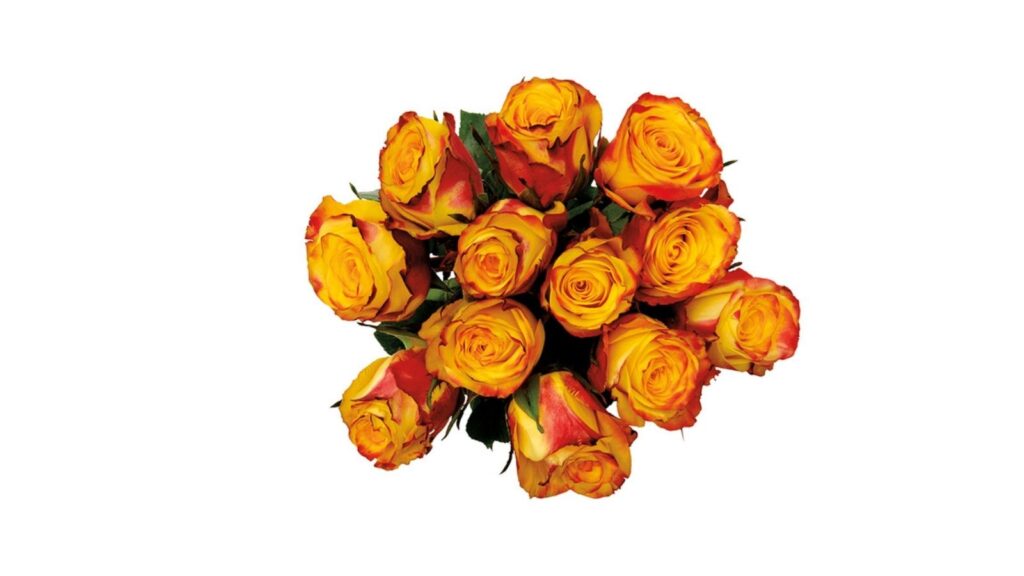 rose bouquet