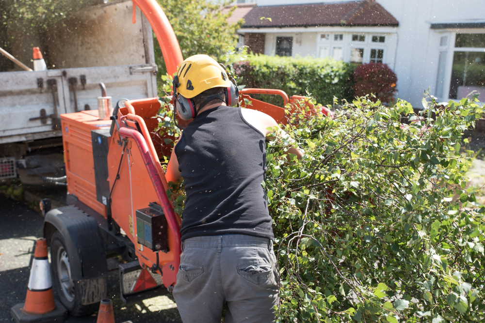 hiring an arborist