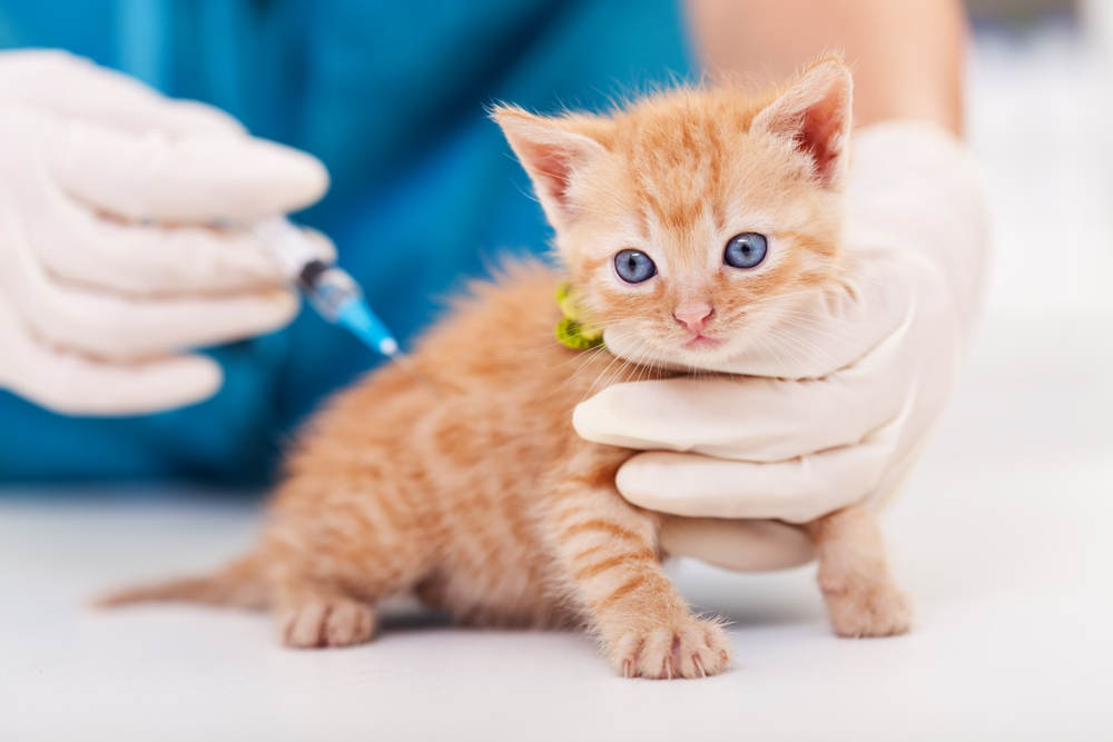 Veterinary professional giving a ginger kitten a vaccination