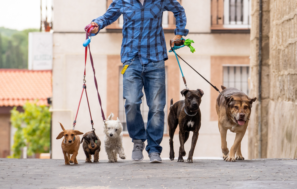 Dog walker holding leashes and waste-bag dispensers while walking five dogs along a city pavement