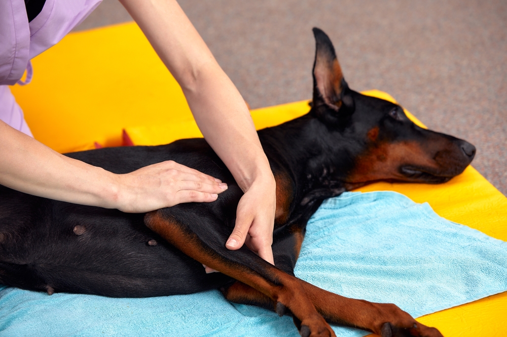  Animal physical therapist