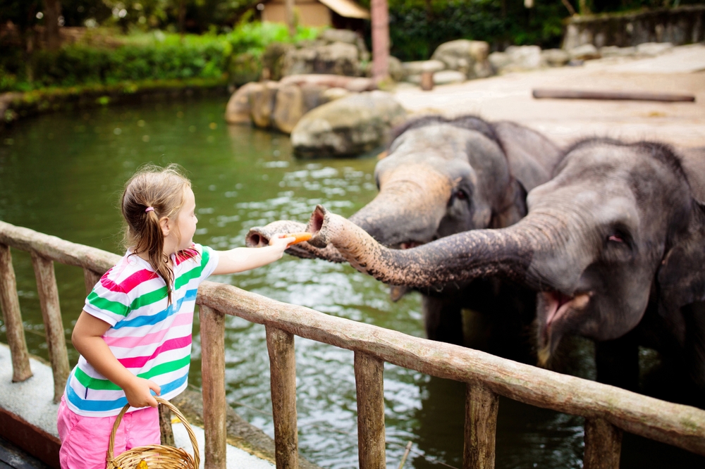 elephants in a zoo