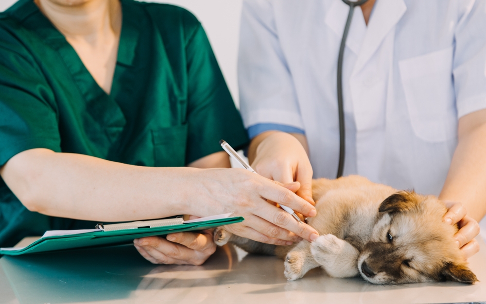 Veterinary technologist