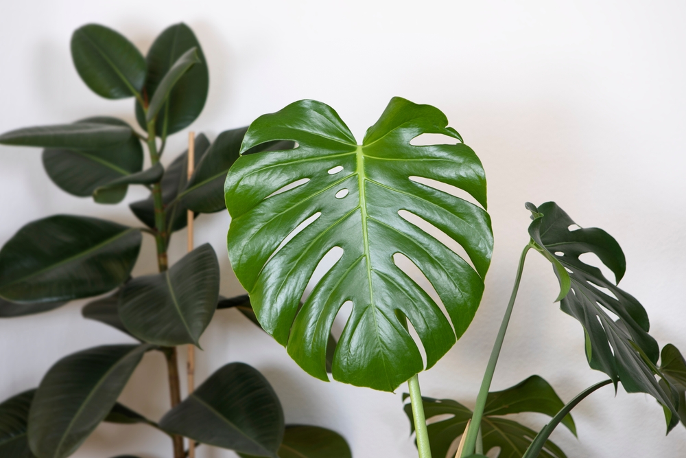 big leafy plant