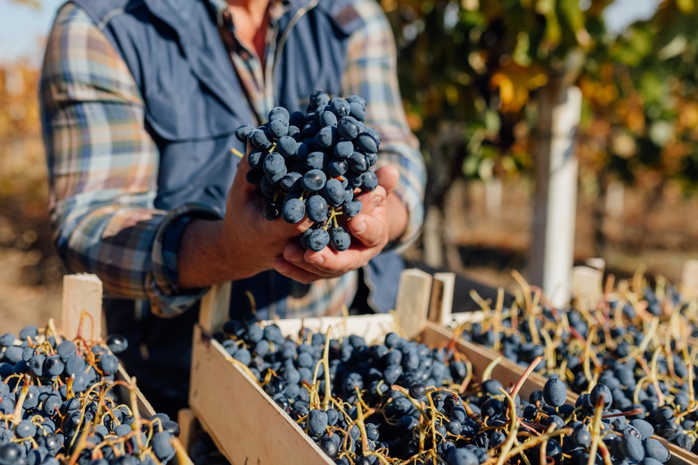 vineyard worker