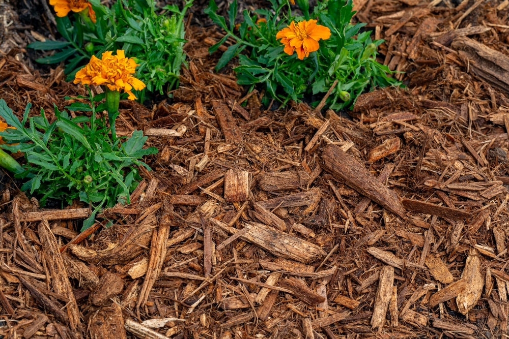 fresh mulch in the garden