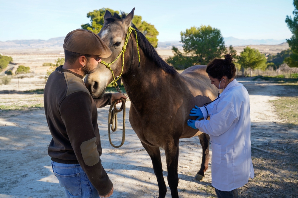 Equine veterinarian
