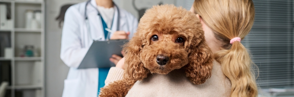 Dog at the vets