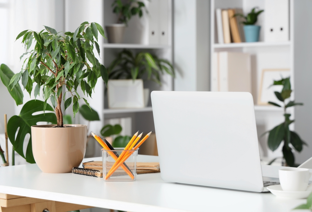 plant on desk