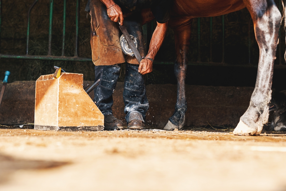 Farrier supporting a horse’s raised hoof while filing it with a rasp in a stable