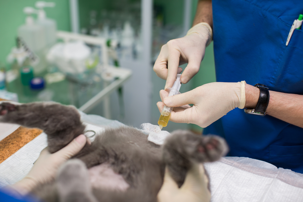 Veterinary anesthesiologist